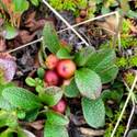 Arctous alpina ripening berries